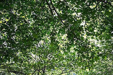 《圣兽之王》公布最新资讯 同伴角色及斗技场、纹章等要素